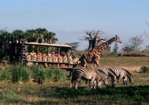 Disney's Animal Kingdom The Kilimanjaro Safaris Experience at Disney's Animal Kingdom